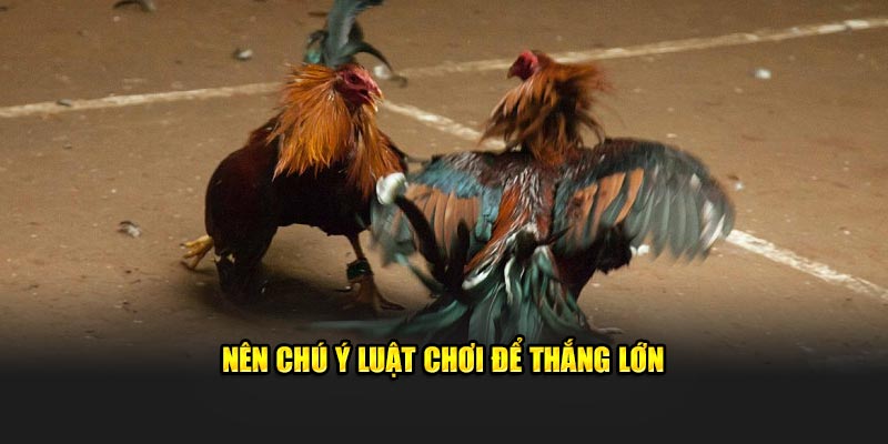 Nên chú ý luật chơi để thắng lớn