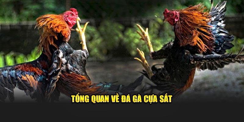 Tổng quan về đá gà cựa sắt